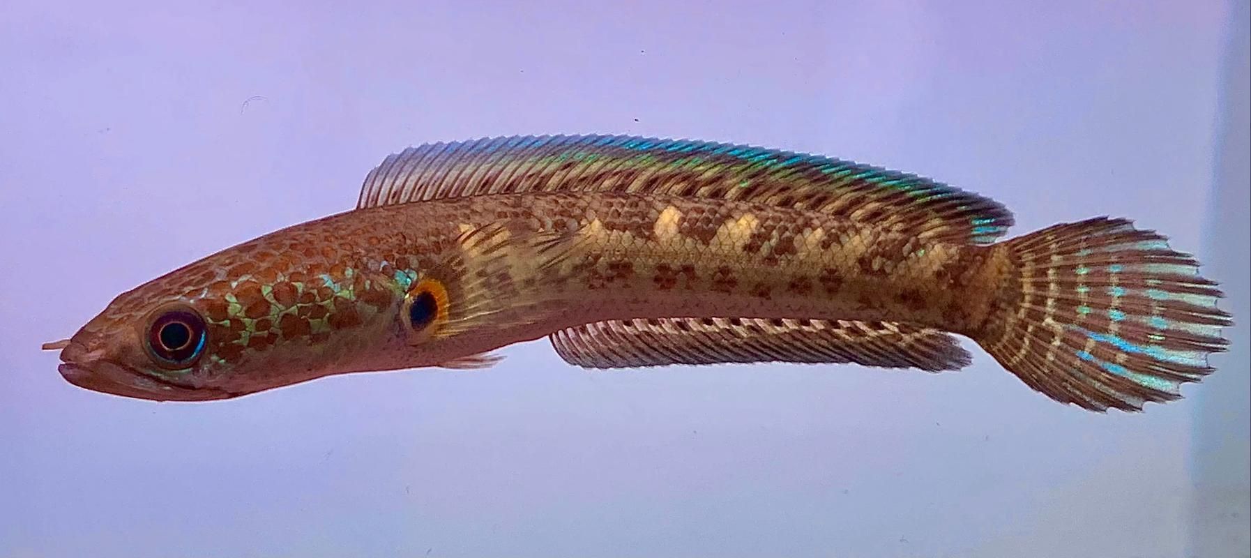 如何預防雷龍魚眼睛白膜，如何預防雷龍魚眼睛白膜（蒙眼）