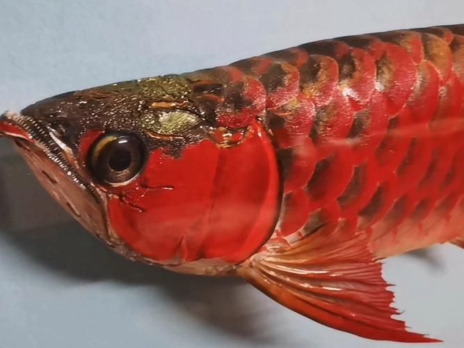 如何判斷紅龍魚是否患有爛尾病，2019年紅龍魚爛尾病診斷指南