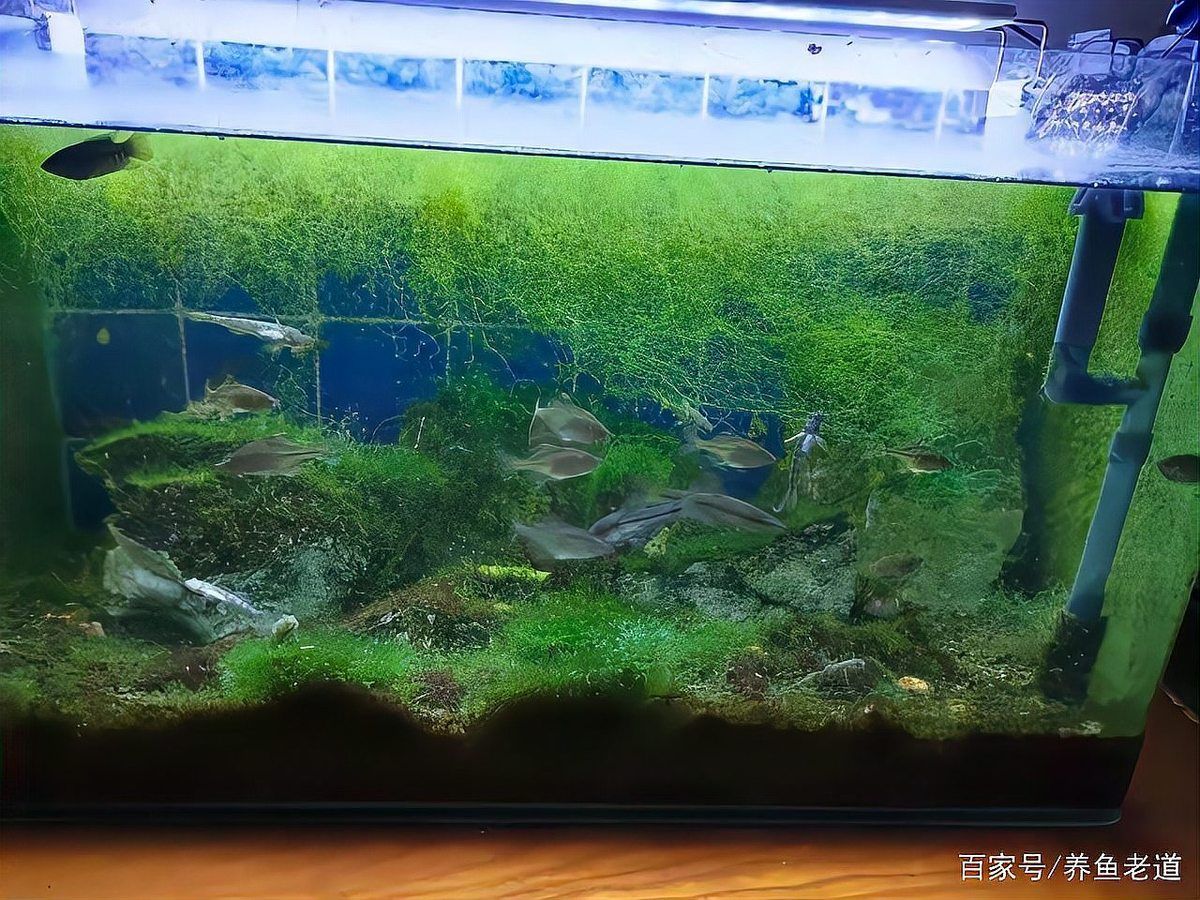 有哪些方法可以加速魚缸恢復，加速魚缸恢復的方法