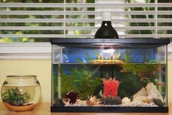 有哪些方法可以加速魚缸恢復，加速魚缸恢復的方法