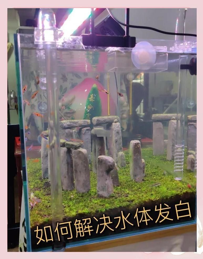 有哪些方法可以加速魚缸恢復，加速魚缸恢復的方法