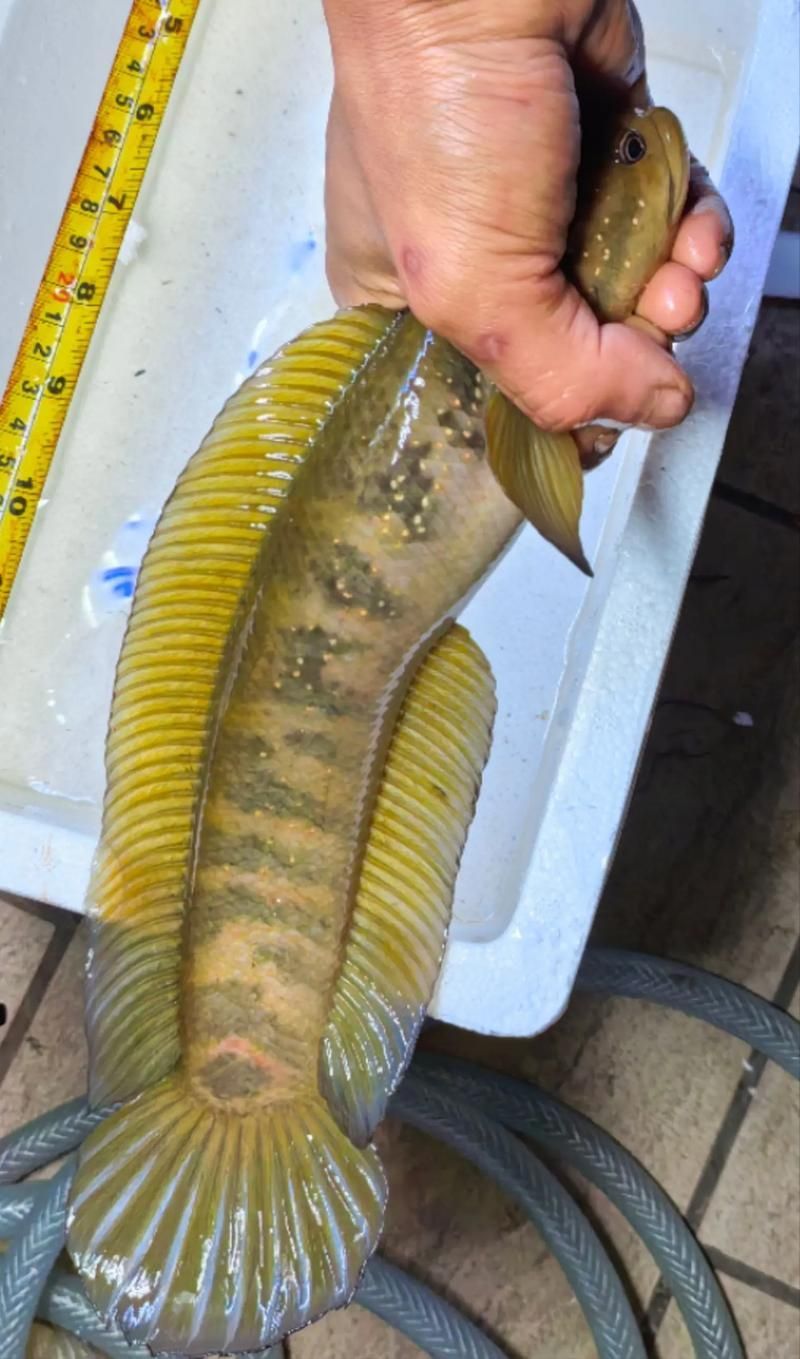 國產原生龍魚品種圖片，國產原生龍魚品種圖片：國產雷龍魚飼養指南，國產雷龍魚飼養指南