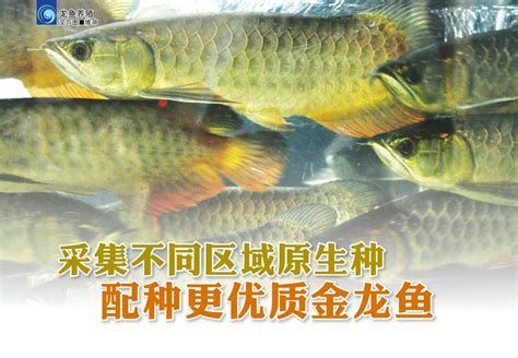 詳解（1000字和配圖）30元一斤的龍魚苗有哪些品種？，30元/斤左右的龍魚苗品種價格在30元/斤左右