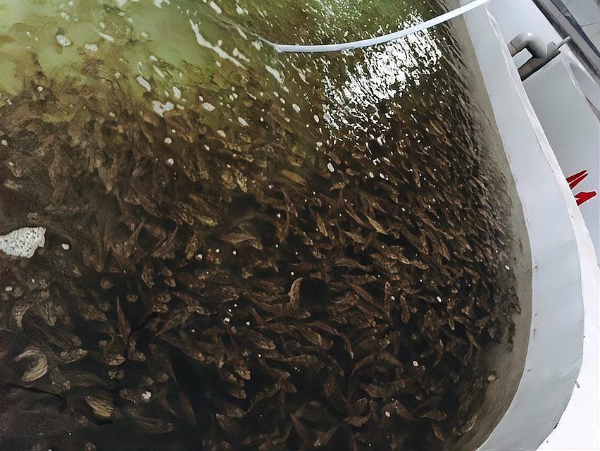給我一些寶坻龍魚養殖的技術資料，寶坻龍魚養殖技術