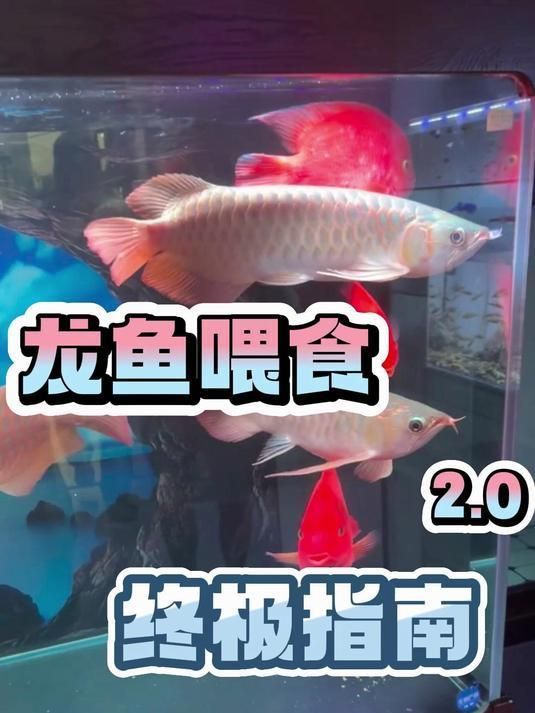 龍魚狀態不好時應該如何調整？，如何判斷龍魚是否患病？ 龍魚狀態不好時應該如何調整？，如何判斷龍魚是否患病？ 龍魚百科 第4張