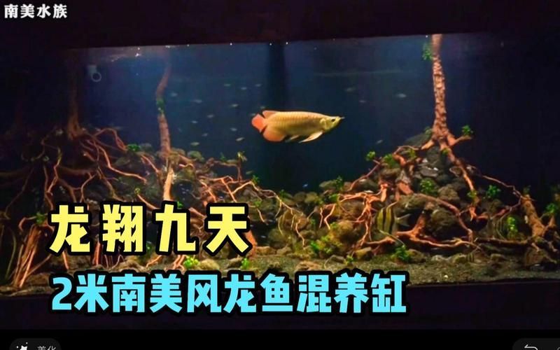 給我推薦幾款適合龍魚混養的魚缸，幾款適合龍魚混養的魚缸推薦