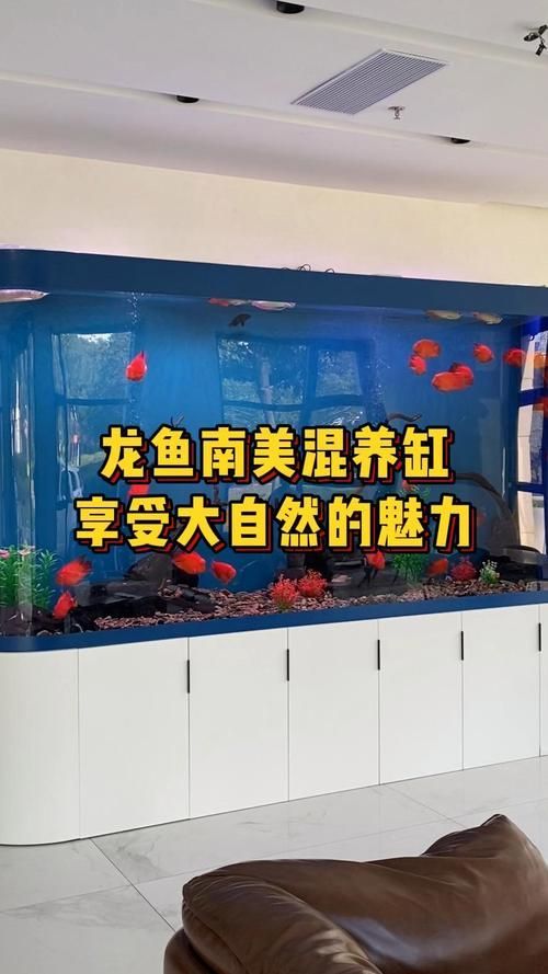 給我推薦幾款適合龍魚混養的魚缸，幾款適合龍魚混養的魚缸推薦