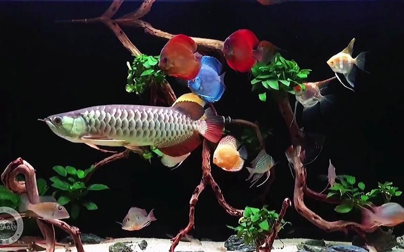 給我推薦幾款適合龍魚混養的魚缸，幾款適合龍魚混養的魚缸推薦