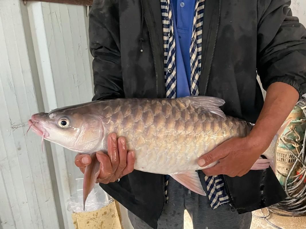 祥龍魚場的忘不了魚價格是多少？