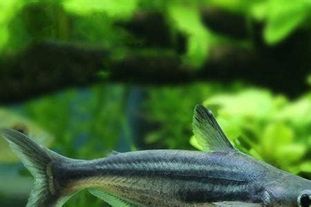 如何區(qū)分白化龍魚(yú)和普通龍魚(yú)？，化龍魚(yú)和普通龍魚(yú)在外觀上存在顯著差異，主要在于鱗片的顏色 如何區(qū)分白化龍魚(yú)和普通龍魚(yú)？，化龍魚(yú)和普通龍魚(yú)在外觀上存在顯著差異，主要在于鱗片的顏色 龍魚(yú)百科 第1張