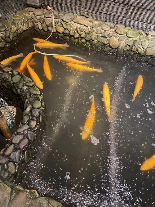 甘南龍魚的養(yǎng)殖技術(shù)有哪些？，甘南龍魚養(yǎng)殖技術(shù)