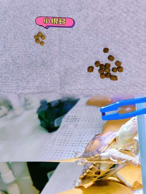 面包蟲冷凍后如何處理才能喂龍魚？，冷凍面包蟲喂食流程
