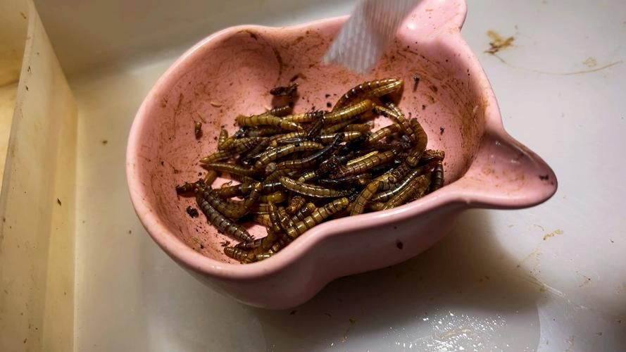 面包蟲冷凍后如何處理才能喂龍魚？，冷凍面包蟲喂食流程