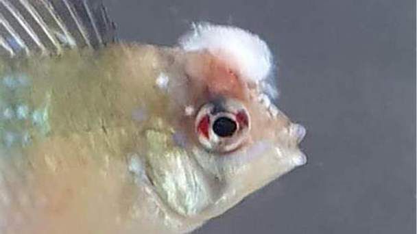 如何判斷魚是否需要藥浴治療，如何判斷觀賞魚是否需要藥浴治療