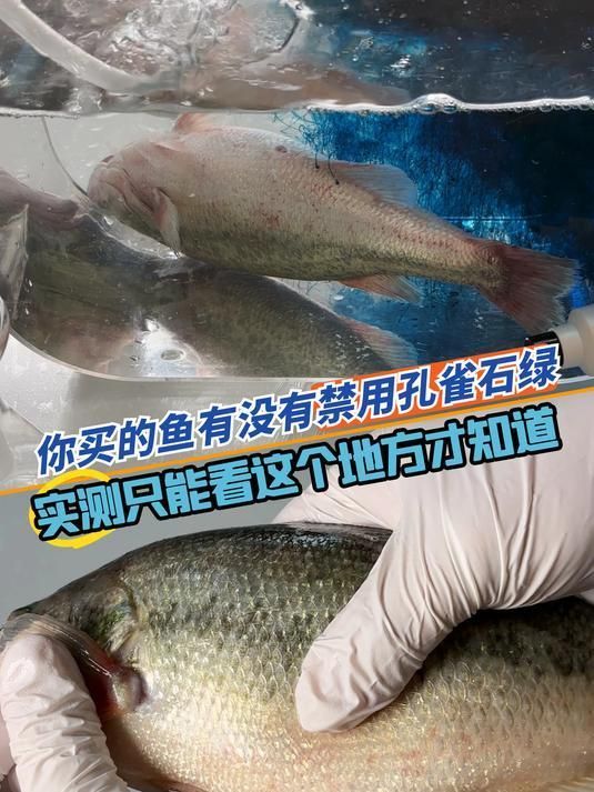 孔雀石綠對哪些魚類有副作用，孔雀石綠在魚體內的殘留時間有多長哪些國家或地區禁止使用