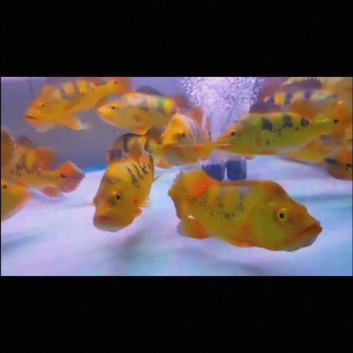 能提供幾張金老虎魚的圖片嗎，“金老虎魚”生成的摘要：以下是一段根據您提供的標題