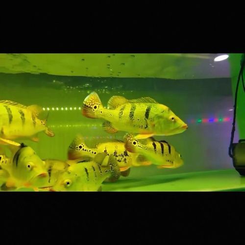 能提供幾張金老虎魚的圖片嗎，“金老虎魚”生成的摘要：以下是一段根據您提供的標題