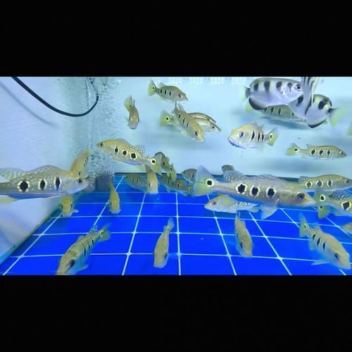 能提供幾張金老虎魚的圖片嗎，“金老虎魚”生成的摘要：以下是一段根據您提供的標題