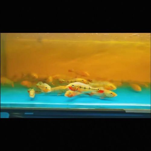 能提供幾張金老虎魚的圖片嗎，“金老虎魚”生成的摘要：以下是一段根據您提供的標題