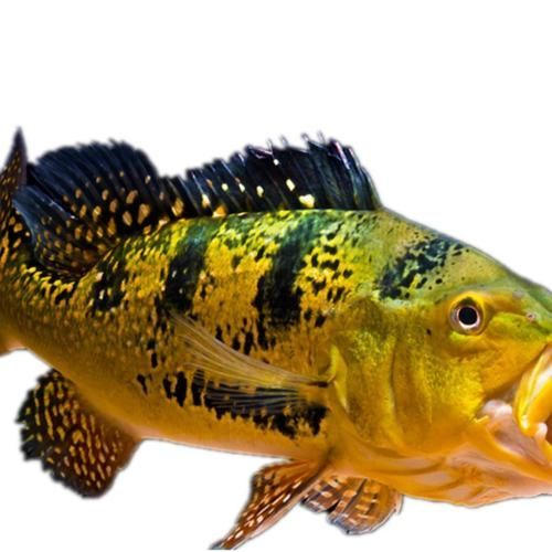 能提供幾張金老虎魚的圖片嗎，“金老虎魚”生成的摘要：以下是一段根據您提供的標題
