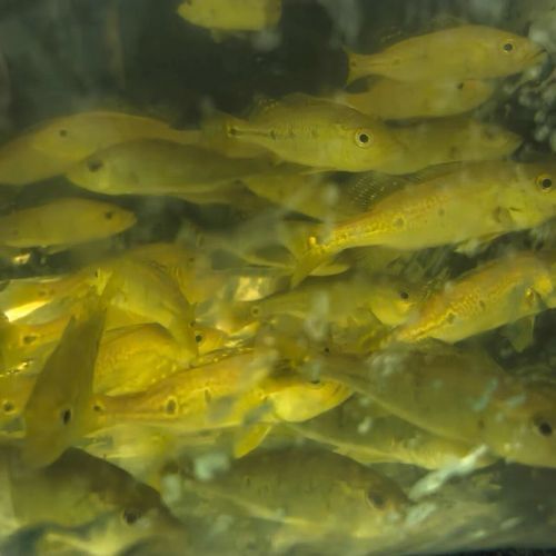 能提供幾張金老虎魚的圖片嗎，“金老虎魚”生成的摘要：以下是一段根據您提供的標題