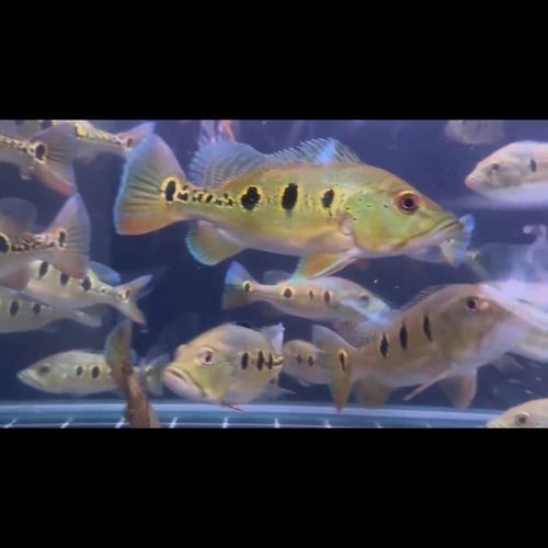 能提供幾張金老虎魚的圖片嗎，“金老虎魚”生成的摘要：以下是一段根據您提供的標題