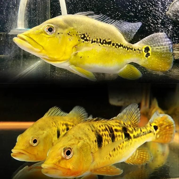 能提供幾張金老虎魚的圖片嗎，“金老虎魚”生成的摘要：以下是一段根據您提供的標題