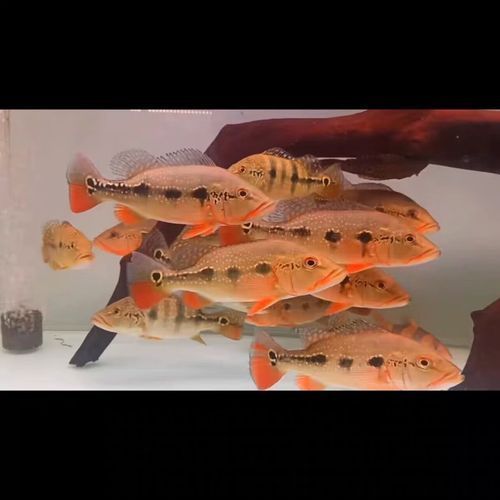 能提供幾張金老虎魚的圖片嗎，“金老虎魚”生成的摘要：以下是一段根據您提供的標題