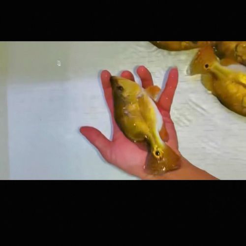 能提供幾張金老虎魚的圖片嗎，“金老虎魚”生成的摘要：以下是一段根據您提供的標題
