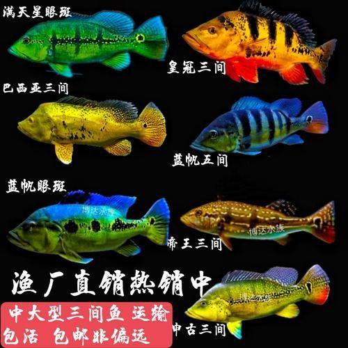 能提供幾張金老虎魚的圖片嗎，“金老虎魚”生成的摘要：以下是一段根據您提供的標題