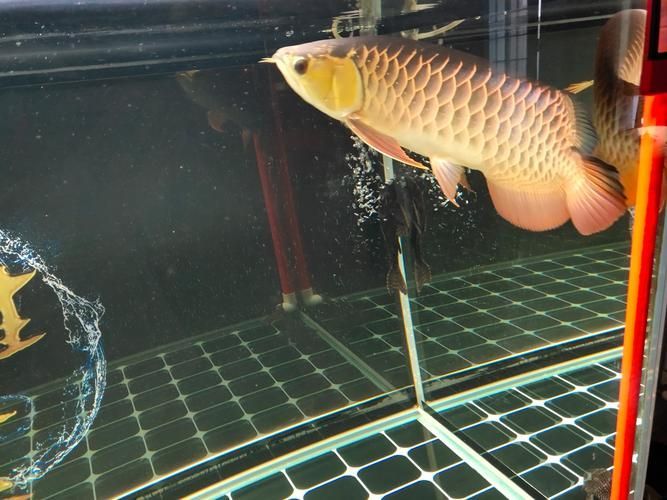 能提供幾張金老虎魚的圖片嗎，“金老虎魚”生成的摘要：以下是一段根據您提供的標題