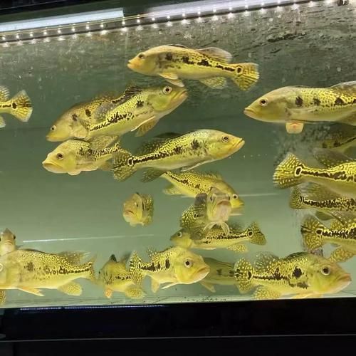 能提供幾張金老虎魚的圖片嗎，“金老虎魚”生成的摘要：以下是一段根據您提供的標題
