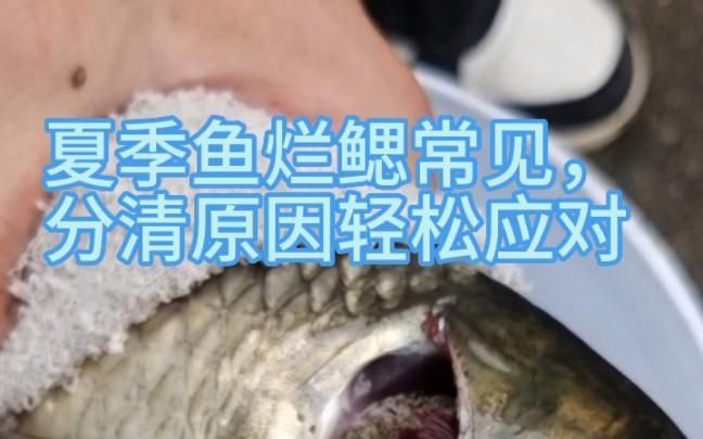 有哪些天然方法可以治療魚鰓爛，魚鰓爛不能自愈怎么辦