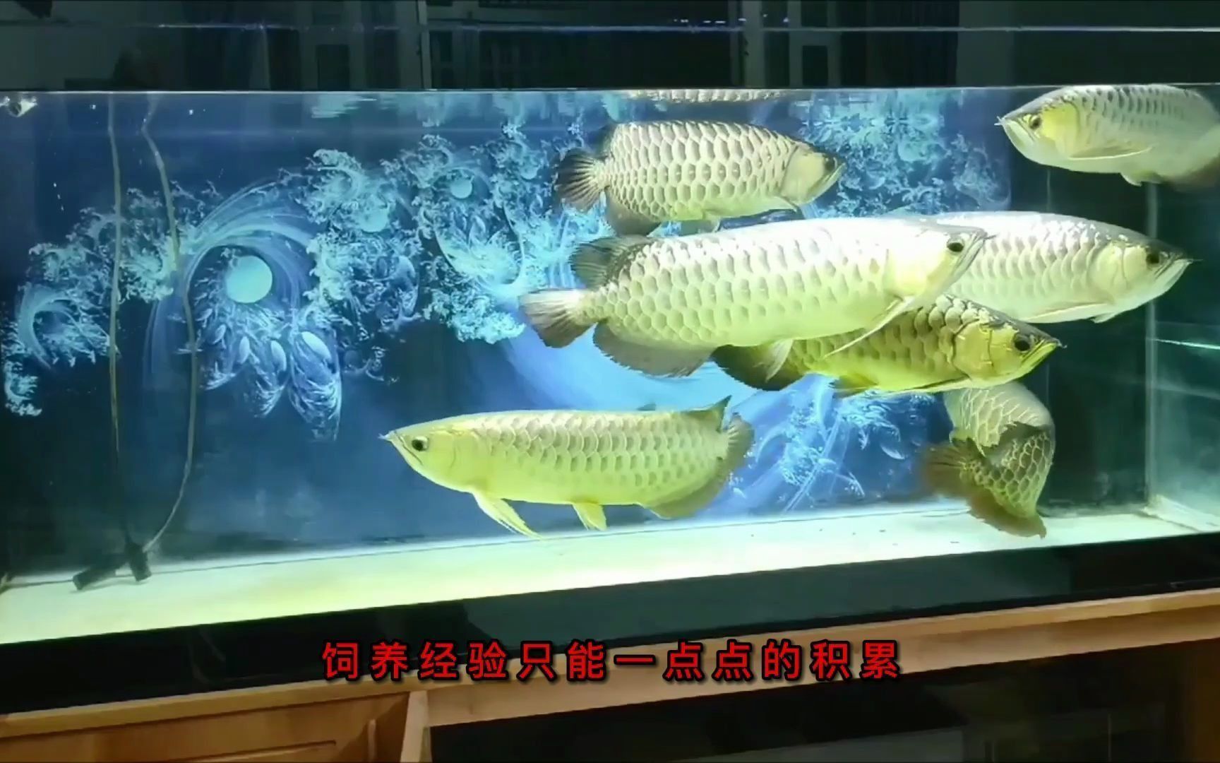 龍魚中壽命最長的是哪一族?,龍魚中壽命最長的族群 龍魚百科 第2張 龍魚中壽命最長的是哪一族?,龍魚中壽命最長的族群 龍魚中壽命最長的是哪一族?,龍魚中壽命最長的族群 龍魚百科 第2張
