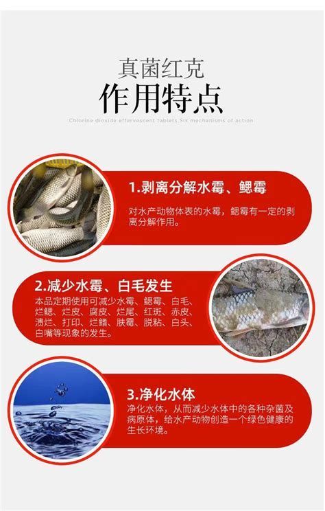 龍魚真菌病治療期間需要換水嗎？，魚真菌病治療期間需要換水嗎