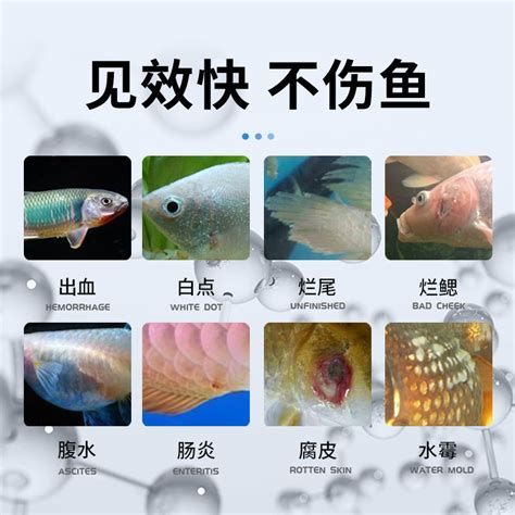 龍魚真菌病治療期間需要換水嗎？，魚真菌病治療期間需要換水嗎