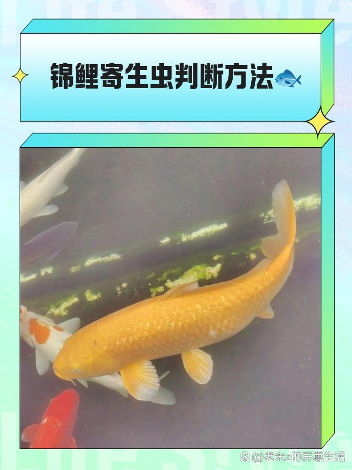 有哪些常見的錦鯉寄生蟲，福爾馬林20–30mg/kg藥浴24小時改善水質