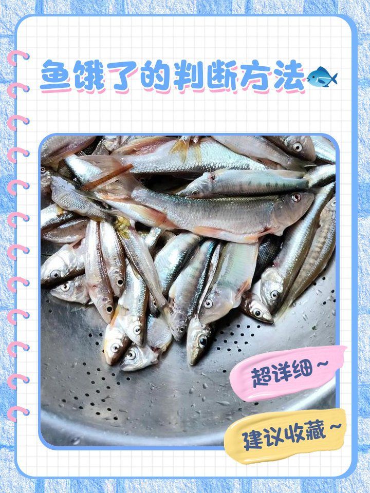如何判斷魚是否饑餓，判斷魚是否饑餓，通過這些方法來判斷魚是否饑餓 如何判斷魚是否饑餓，判斷魚是否饑餓，通過這些方法來判斷魚是否饑餓 龍魚百科 第1張