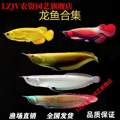 給我推薦幾款60公分金龍魚，60公分金龍魚品種推薦：60公分金龍魚品質(zhì)推薦