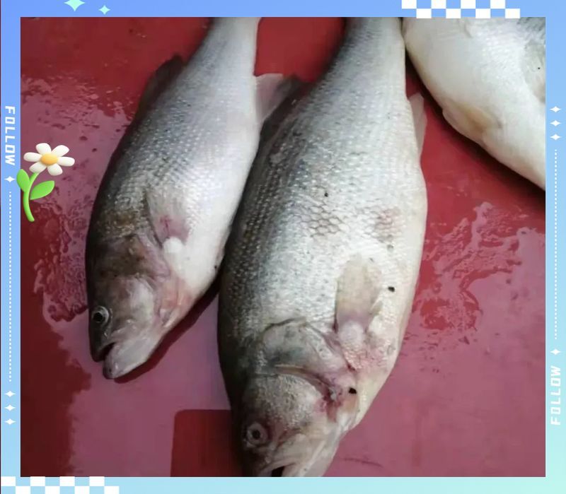 如何預(yù)防魚類爛鰓病，西安地區(qū)魚類爛鰓病預(yù)防指南（1000字詳解）