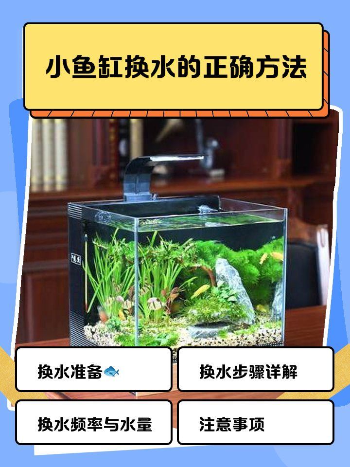 換水時需要注意什么，小魚缸換水的正確方法 換水時需要注意什么，小魚缸換水的正確方法 龍魚百科 第2張