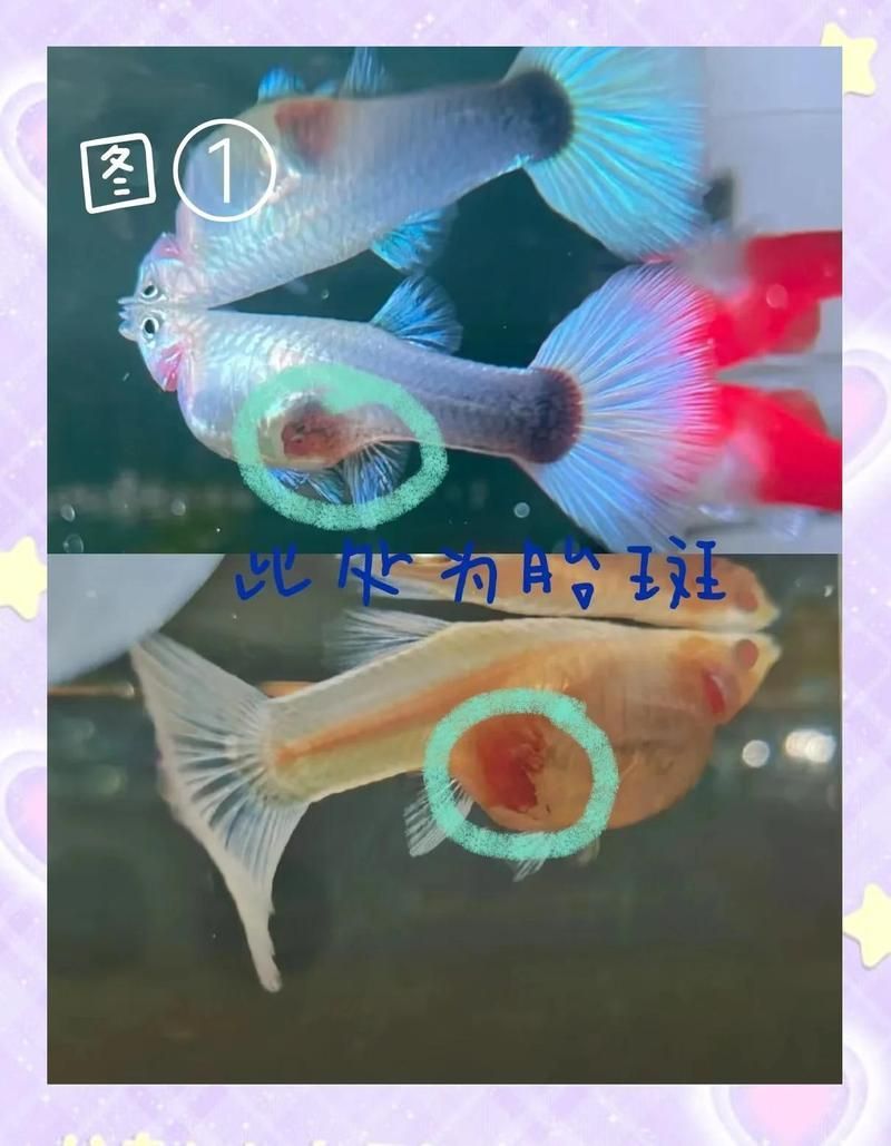 如何判斷孔雀魚是否處于繁殖期