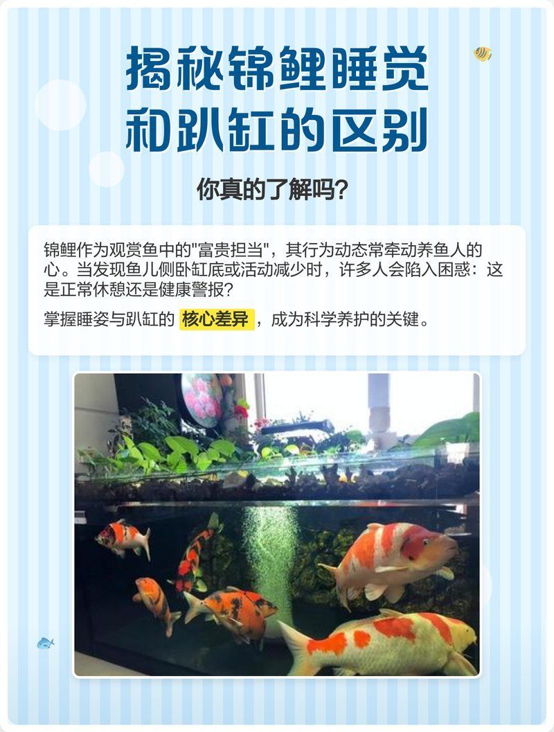 錦鯉趴缸底會有什么癥狀，《錦鯉趴缸底的真相手冊魚趣暹羅斗魚,錦鯉趴缸底如何預防 錦鯉趴缸底會有什么癥狀，《錦鯉趴缸底的真相手冊魚趣暹羅斗魚,錦鯉趴缸底如何預防 龍魚百科 第1張