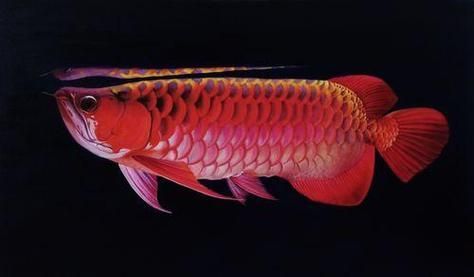 長汀龍魚的市場價格是多少，長汀龍魚市場價格是多少長汀龍魚市場供需情況如何鑒別