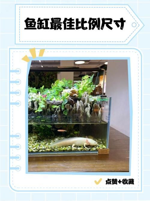 如何判斷西青龍魚是否健康，/觀察西青龍魚健康龍魚健康狀態(tài)所需的核心信息