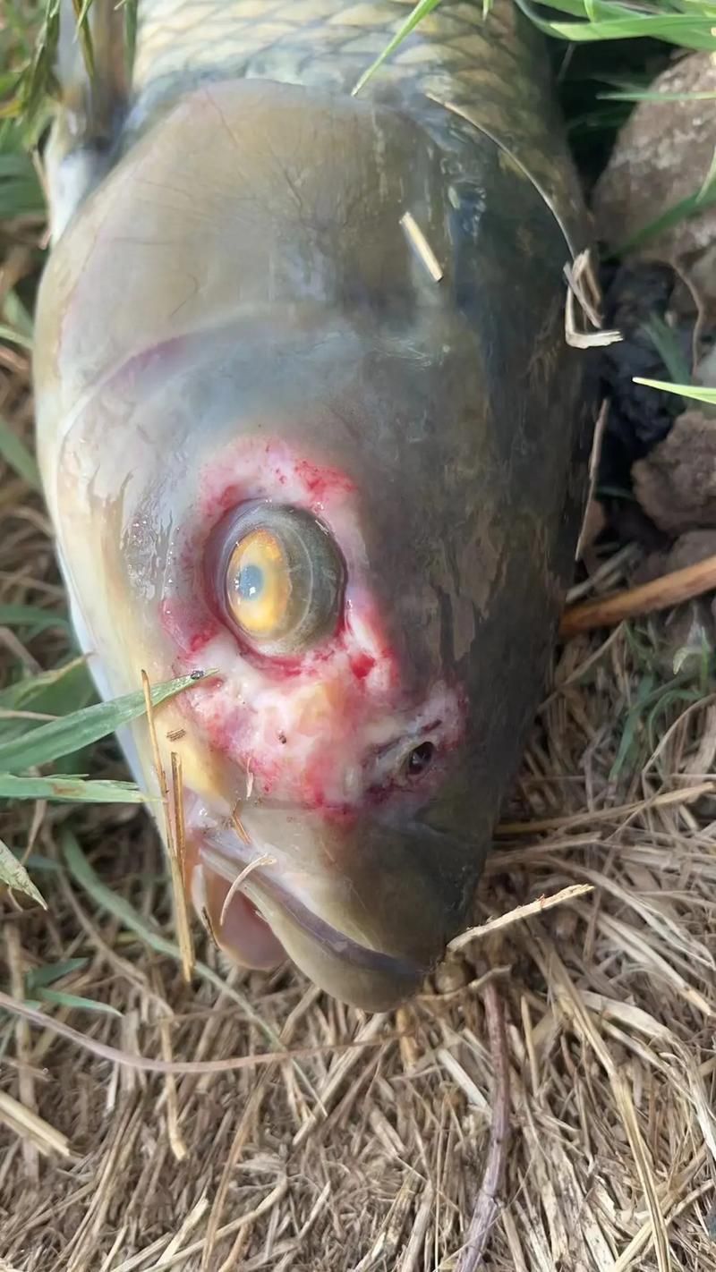 如何判斷西青龍魚是否健康，/觀察西青龍魚健康龍魚健康狀態(tài)所需的核心信息