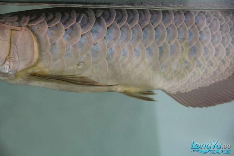 如何判斷西青龍魚是否健康，/觀察西青龍魚健康龍魚健康狀態(tài)所需的核心信息