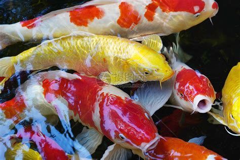 錦鯉浮頭但是不缺氧，錦鯉浮頭但不缺氧