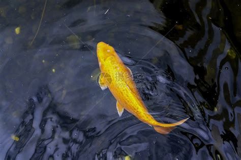 錦鯉浮頭但是不缺氧，錦鯉浮頭但不缺氧
