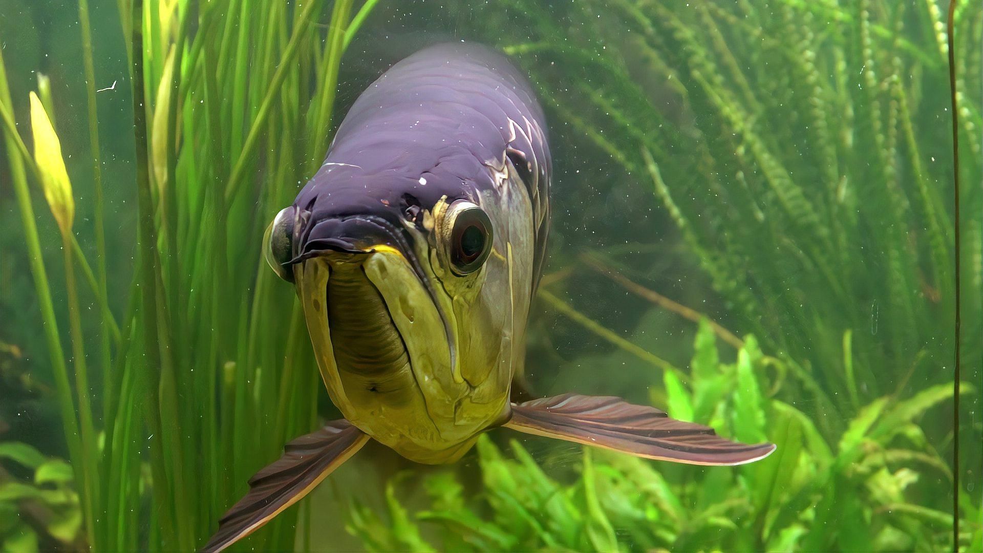 哪些龍魚品種不需要開小夜燈，哪些龍魚品種不需要開小夜燈？ 哪些龍魚品種不需要開小夜燈，哪些龍魚品種不需要開小夜燈？ 龍魚百科 第2張